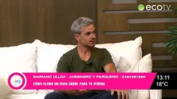 Qué tener en cuenta a la hora de elegir un buen árbol para la vereda