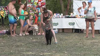 Népszerű volt a Dog Beach Fest