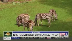 Возможности для долгосрочного волонтерства в зоопарке Северной Каролины. Возможности для долгосрочного волонтерства в зоопарке Северной Каролины.