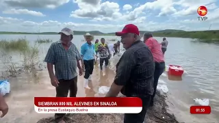 800,000 Tilapia Fry Stocked in Eustaquio Buelna Dam