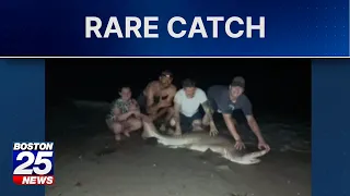 'This is crazy': Young girl catches 8-foot shark on Cape Cod