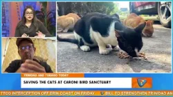 Спасение кошек в птичьем заповеднике Карони Спасение кошек в птичьем заповеднике Карони