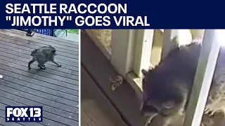 'Jimothy' the Seattle raccoon goes viral | FOX 13 Seattle