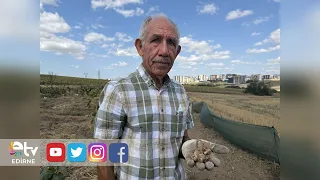 77-YEAR-OLD EXPANDS SAFFRON PRODUCTION TO 1 DECARE IN EDİRNE