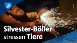 Stress durch Silvester-Böllerei für Tiere