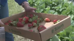 Pick-your-own strawberry season begins at Eckert's Farm