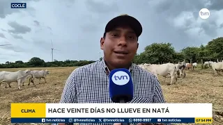 Coclé producers warn that lack of rain threatens livestock and crops