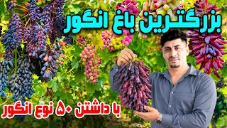 A Grape Garden Home to 50 Different Varieties in Parwan/ باغ انگوری با ۵۰ نوع انگور گوناگون در پروان