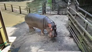 U osječki ZOO stižu ponajveći kopneni sisavci