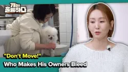 "Don't Move!" Who Makes His Owners Bleed [Dogs Are Incredible] | KBS WORLD TV 260317