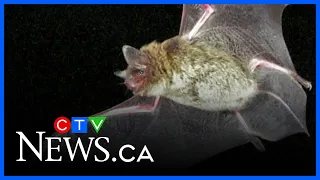 Nova Scotia bat populations finally rebuilding after years of decline