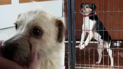 Nie bądźmy obojętni - Everest i Rufus ze świdnickiego schroniska polecają się do adopcji