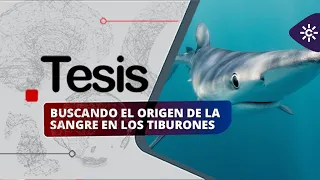 Tesis | Buscando el origen de la sangre en los tiburones