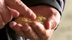 В Кызылординской области сокращают посевные площади риса