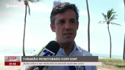 Monitoramento de tubarões com chip volta a Pernambuco após dez anos  | #NovaGeral