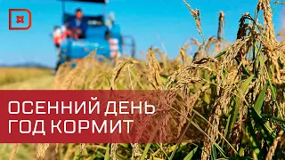 До 500 единиц техники работает в эти дни на полях Дагестана
