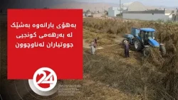 ئەو جووتیارانەی کونجی و ماش و گوڵەبەڕۆژەیان کۆنەکردووەتەوە ترسیان لە خراپبوونی بەرهەمەکانیان هەیە
