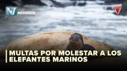 FAUNA PROTEGIDA | Queda terminantemente prohibido acosar a ejemplares marinos