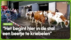 Koeien dansen weer in Hummelose wei: ‘Zorgen voor heel veel biodiversiteit’