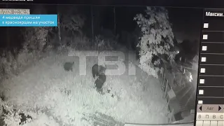 4 bears visited a private property in Krasnoyarsk