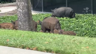 Pigs gone wild: Boars seen tearing up landscaping in Bay Area city