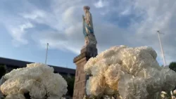 Offrez une fleur blanche à Notre-Dame de Lourdes