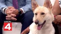 Pet of the Week: Meet Maizey!