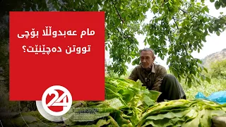 مام عەبدوڵڵا بۆچی تووتن دەچێنێت؟