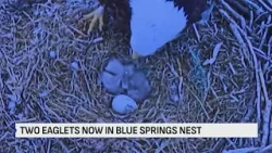 В Блу-Спрингс появились птенцы орлов, в городе нарастает волнение.