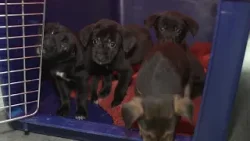 Blizzard helps dogs find their fur-ever home