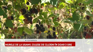MURELE DE LA USAMV, CULESE DE CLUJENI ÎN DOAR 3 ORE