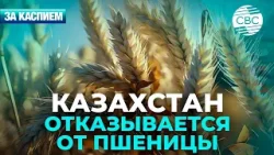 Казахстан отказывается от пшеницы | Продовольственная безопасность