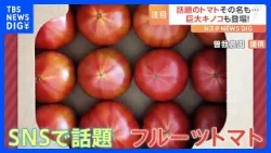 SNSで話題のフルーツトマト　その名も「フルゥッタメィロゥ」一体どう読むの？｜TBS NEWS DIG