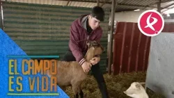 Algunas cabras peculiares de Jose | El campo es vida