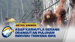Metro Xinwen - Imbas Karhutla 47 Orangutan di Palangka Raya Terserang ISPA