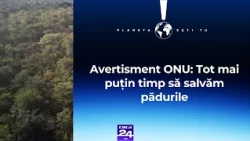 Planeta ești tu. Avertisment ONU: Tot mai puțin timp să salvăm pădurile