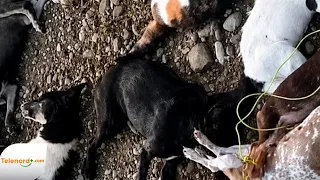 Act of animal cruelty
