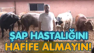 Şap Hastalığını Hafife Almayın!