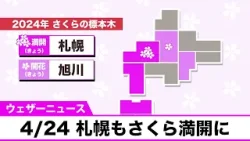 【さくら情報】札幌でソメイヨシノが満開に　2024年4月24日