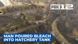 Man accused of pouring bleach into Oregon hatchery tank, killing 20K young salmon