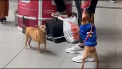 Cuidados para mascotas en Semana Santa: recomendaciones clave para viajar o dejarlas en casa