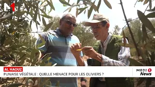 Punaise végétale : quelle menace pour les oliviers ?