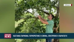 Μετά από 10 χρόνια μάχης με τη σφήκα , ξανακαρπίζουν οι καστανιές στον Πάρνωνα