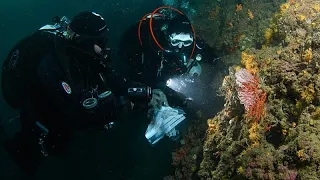 Grèce : le trafic menace les colonies de corail rouge en Méditerranée