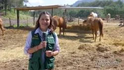 Veracruz Agropecuario - Especial de Reproducción Equina