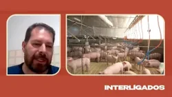 Quais os riscos da peste suína clássica para produção? Especialista responde