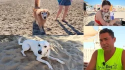 Rimini Dog No Problem: The Dog-Friendly Beach on the Riviera