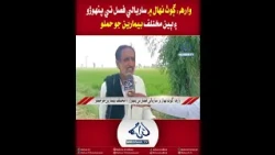 Mehran TV || Warah: Panwaro and Other Diseases Attack Rice Crop in Nihal Village