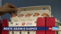 Drahá vejce? Češi shánějí kurníky, slepice chovají i v paneláku. Expert uvedl, kolik ušetří