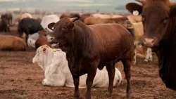 Afrique du Sud : vaste campagne de vaccination de bétail contre la fièvre aphteuse Afrique du Sud : vaste campagne de vaccination de bétail contre la fièvre aphteuse